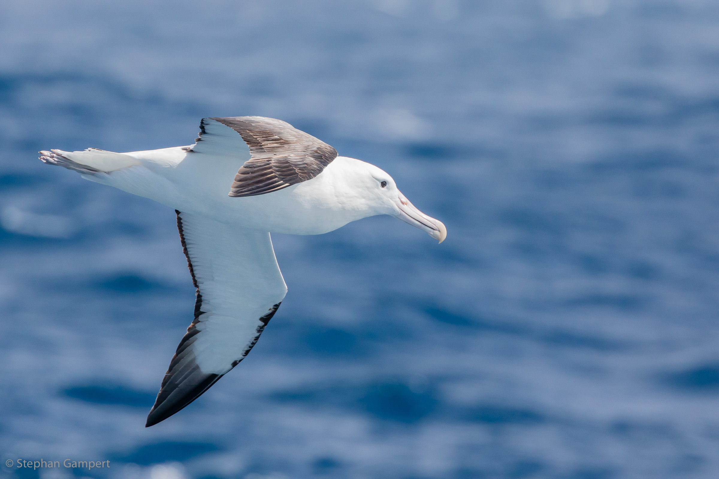 Wanderalbatros fliegt über der Südantillensee